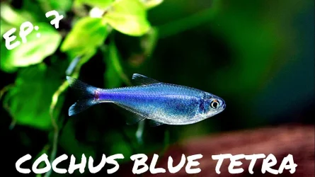 cochus blue tetra.webp