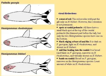 Rummynose chart.webp