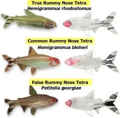tfh_rummynose_tetras.webp