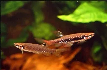 Copella arnoldi1.webp