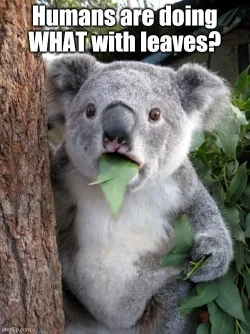 koala joke.webp