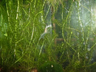 GEDC1217.webp