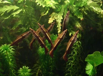 Nannostomus eques shoal 1.webp