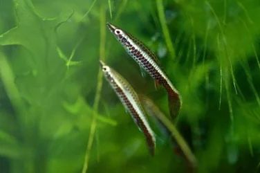 Nannostomus eques.webp