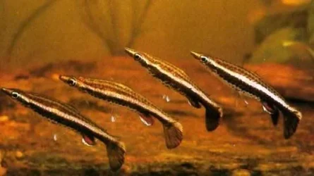 Nannostomus eques2.webp