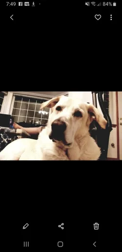 Screenshot_20200323-194930_Gallery.webp