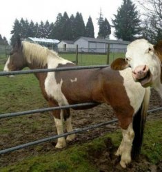 cow photo bombing horse.jpg