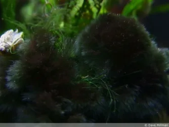 brush algae1.webp