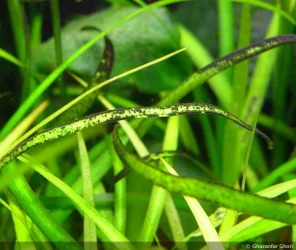 brush algae2.webp