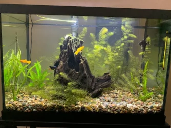 Fishtank.webp
