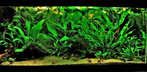 40g March 2-2020 (1).webp