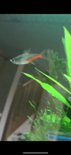 fish1.webp