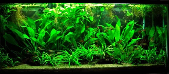 115g Oct 17-13.webp