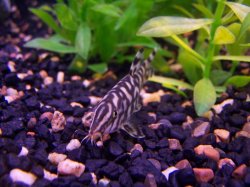 yo_yo_loach.JPG