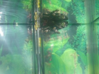 Andrews_tank_069.jpg