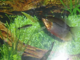 Andrews_tank_085.webp