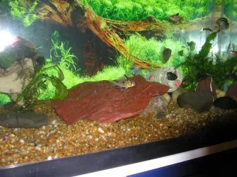 Andrews_tank_067.webp