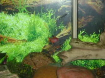 Andrews_tank_078.webp