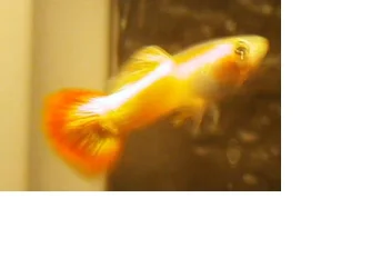 guppies.webp