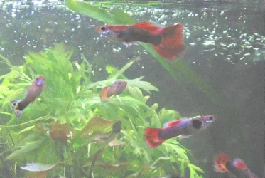 Guppy_003.webp