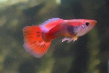 guppie_red2.webp