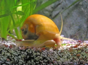 apple_snail_001.webp