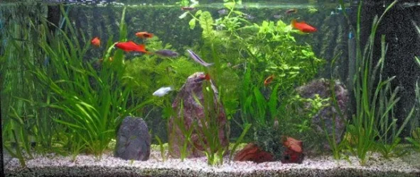 tank00.webp