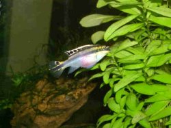 fishforumpickrib.JPG