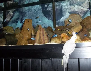 fishy_birds.webp