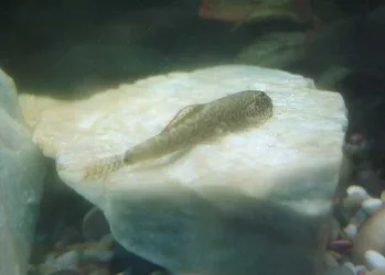 Chinese_Hillstream_Loach_2.webp