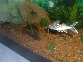 fishy3_063.webp