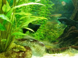 Pleco.jpg