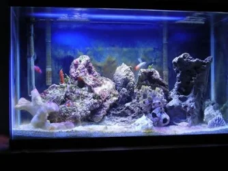 mytank.webp