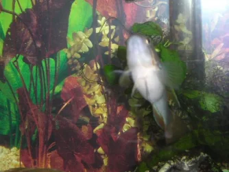 Andrews_tank_046.webp