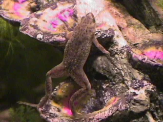 04_02_11_Frog_2.webp