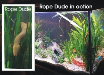 RopeDude.webp