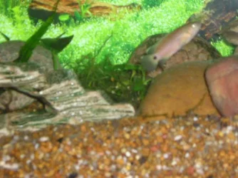 Andrews_tank_076.webp