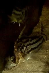 catfish.webp