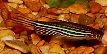 Danio1.webp