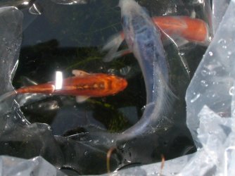 koi.JPG