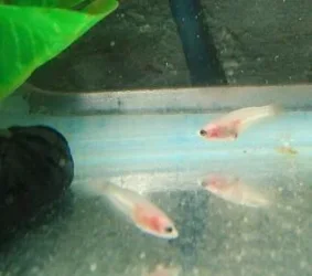 betta2.webp