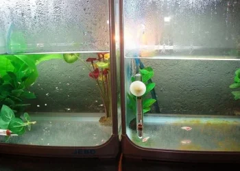 betta4.webp