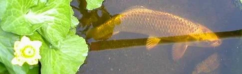 golden_koi_5.webp