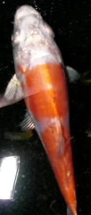 kahuta.webp