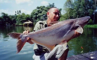 pangasius_hypophthalmus8.webp