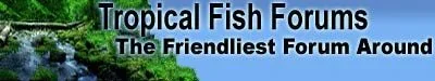 TFF111.webp