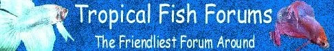 banner.webp