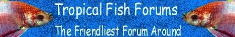 double_betta_banner.webp
