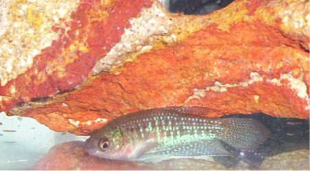 croaker2.jpg