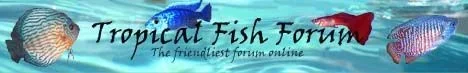 fish_forum.webp
